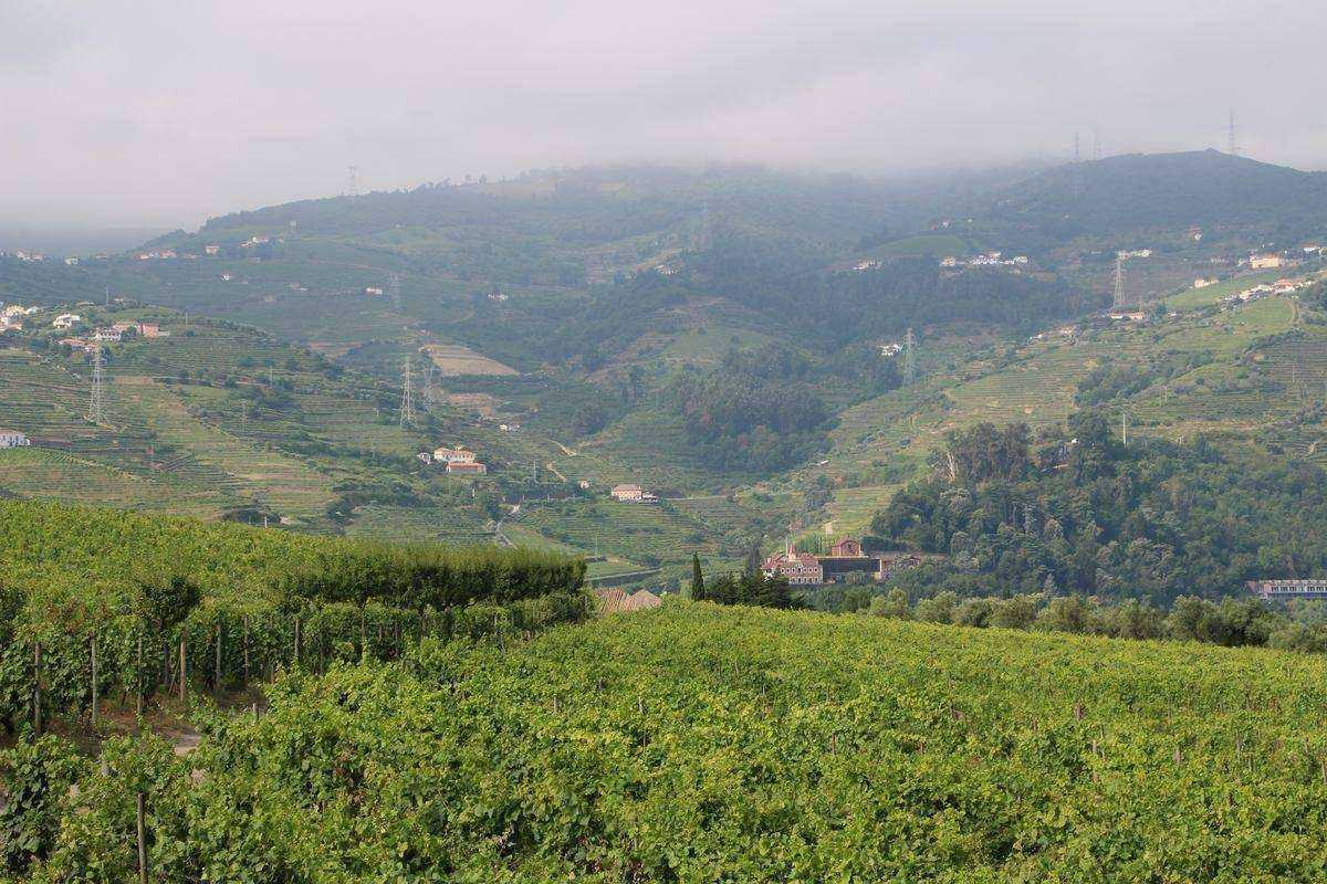 wine-region-QUINTA-DA-PACHECA